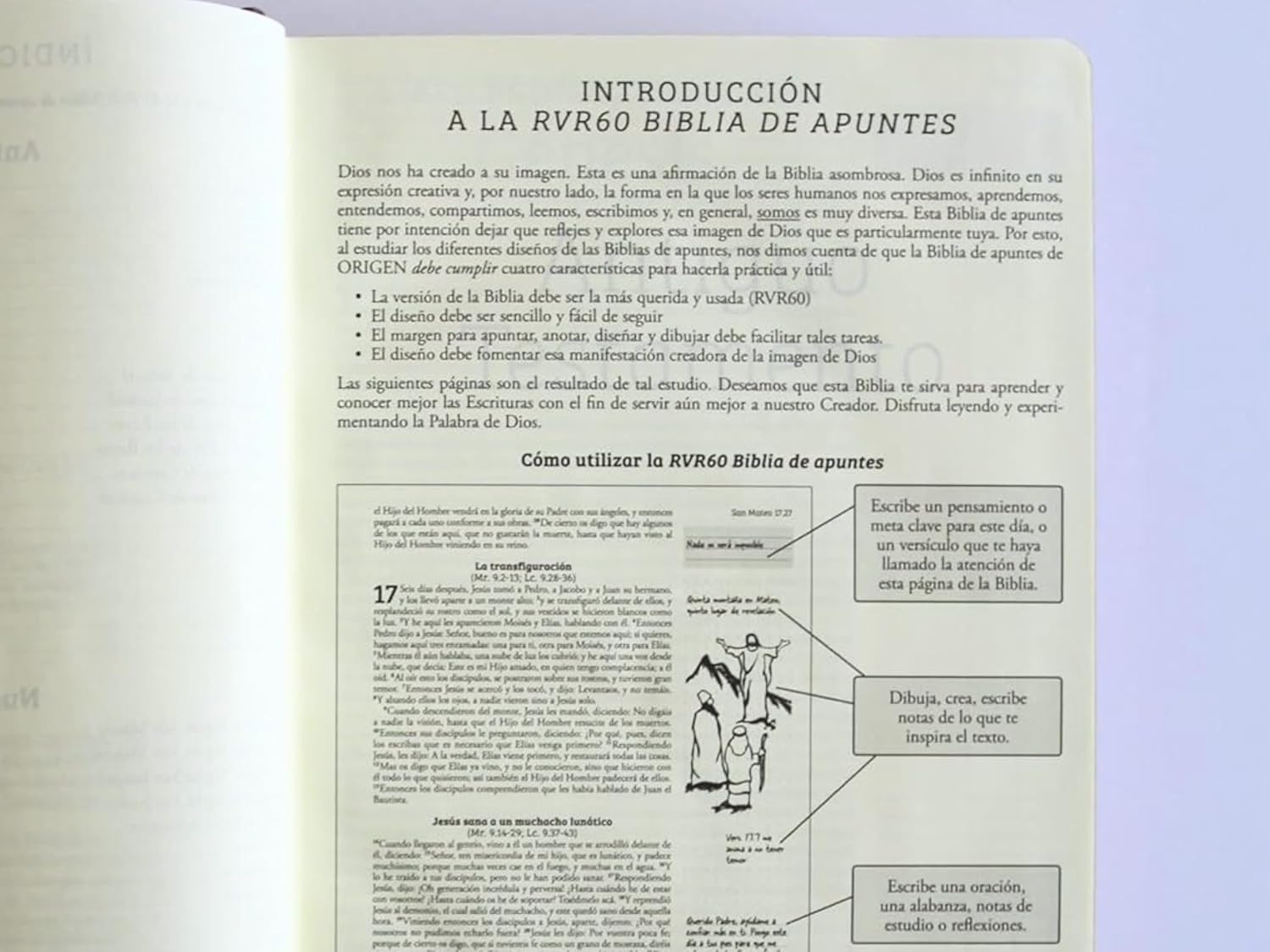 Biblia de Apuntes RVR 1960 Tapa dura Vinotinto - Imagen 10